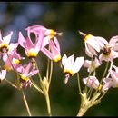 Image of Dodecatheon clevelandii var. gracile (Greene) Reveal