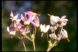 Image of Dodecatheon clevelandii var. gracile (Greene) Reveal