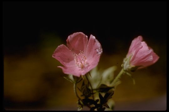 Image of Parry's mallow