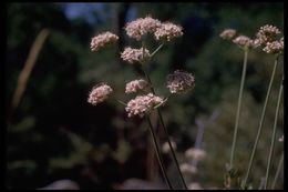 Imagem de Eriogonum fasciculatum var. foliolosum (Nutt.) S. Stokes ex Abrams