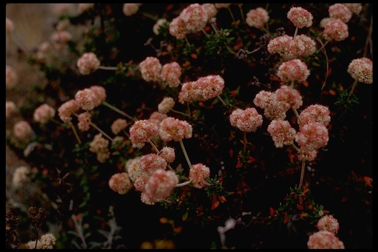 Image of seacliff buckwheat