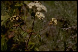 Plancia ëd Ageratina adenophora (Spreng.) R. King & H. Rob.