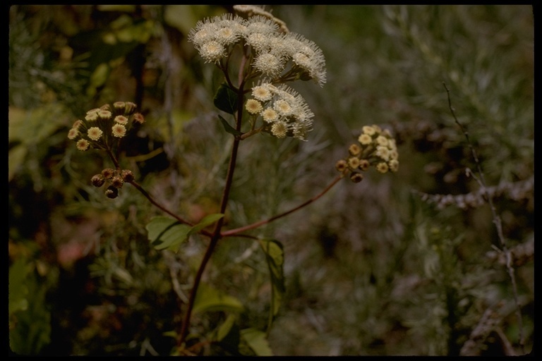 Plancia ëd Ageratina adenophora (Spreng.) R. King & H. Rob.