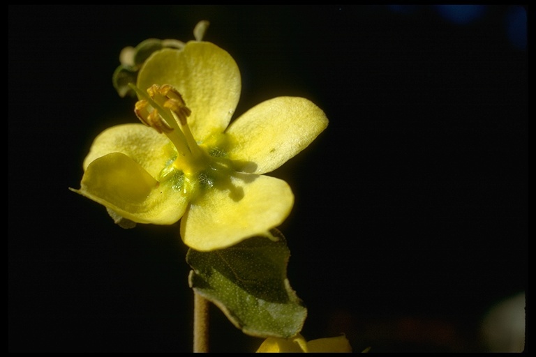 Sivun Fremontodendron californicum (Torr.) Coult. kuva