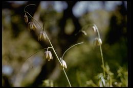 Image of checker lily