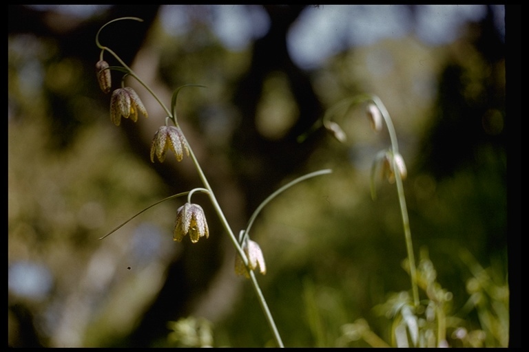 Image of checker lily