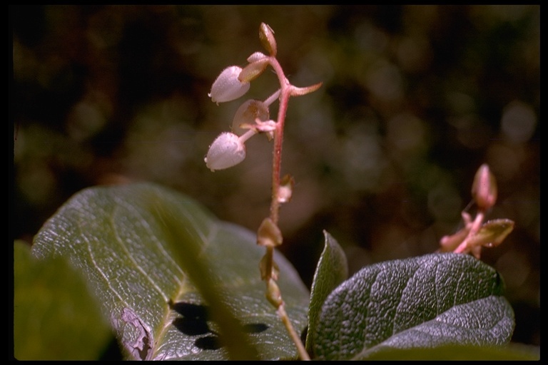 Слика од Gaultheria shallon Pursh