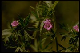 Plancia ëd Geranium dissectum L.