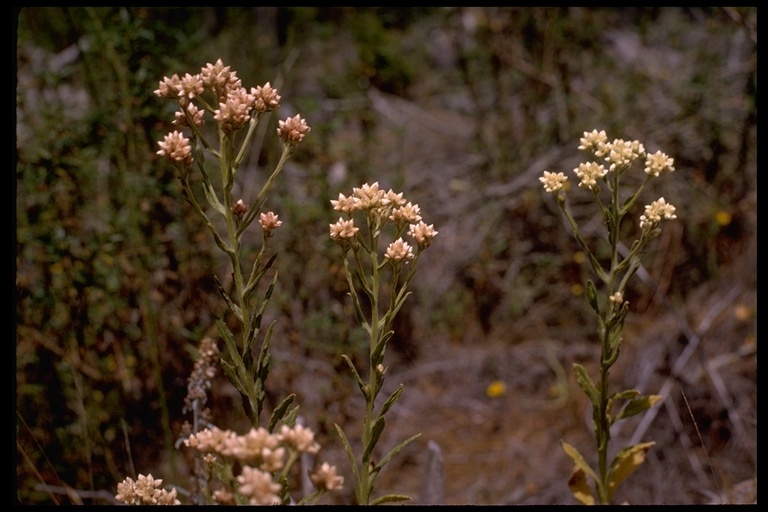 Слика од Pseudognaphalium ramosissimum (Nutt.) A. A. Anderberg