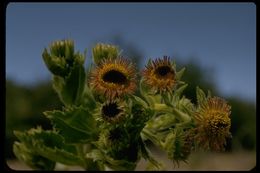 Plancia ëd Hulsea heterochroma A. Gray