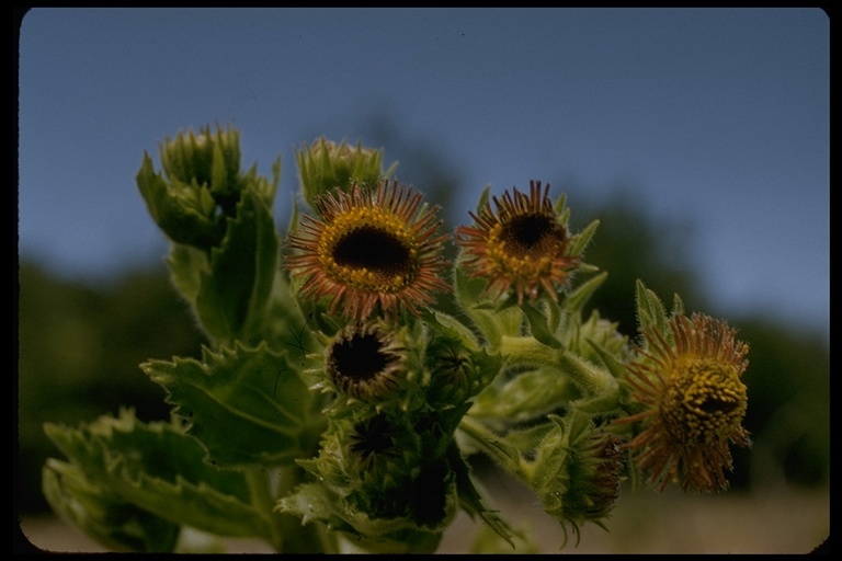 Plancia ëd Hulsea heterochroma A. Gray