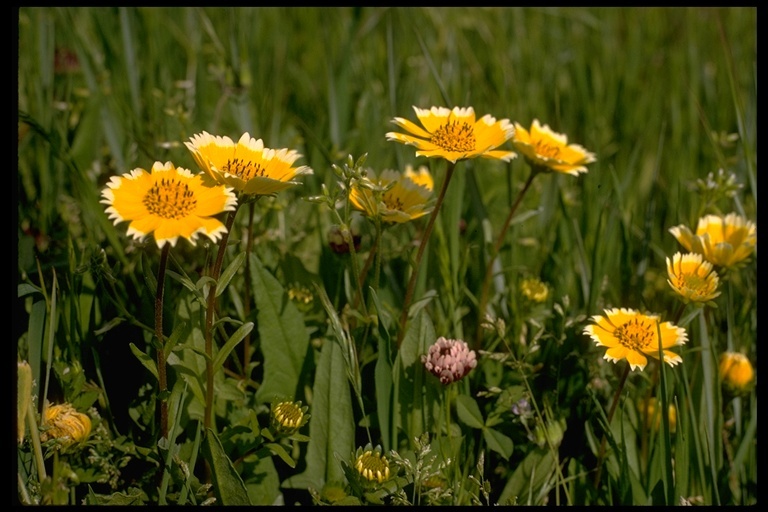 Слика од Layia chrysanthemoides (DC.) A. Gray