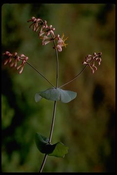 Image of pink honeysuckle