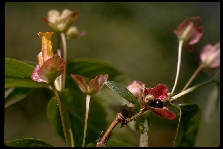 Image of twinberry honeysuckle