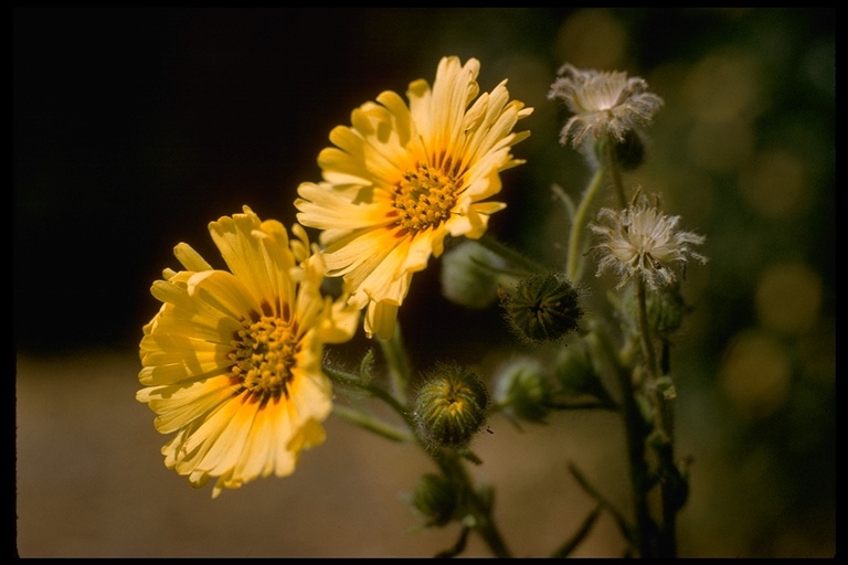 Слика од Madia elegans D. Don