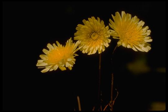 صورة Malacothrix californica DC.