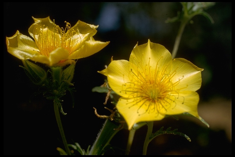 Image of Sierra blazingstar