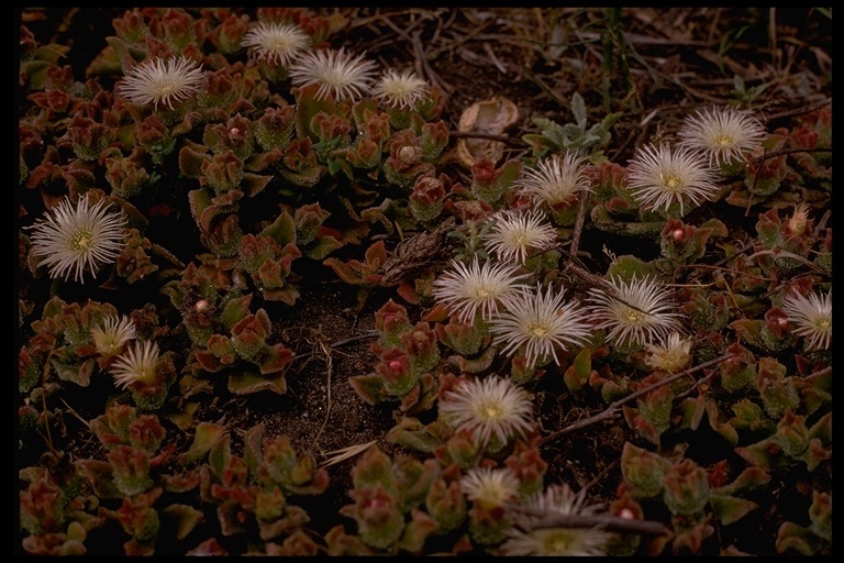 Слика од Mesembryanthemum crystallinum L.