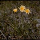 Microseris paludosa (Greene) Howell resmi