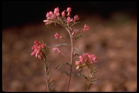 Eremothera boothii subsp. decorticans (Hook. & Arn.) W. L. Wagner & Hoch resmi