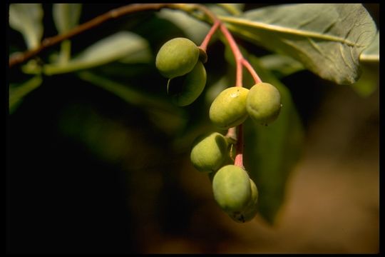 Imagem de Oemleria cerasiformis (W. L Hooker & Arnott) Landon