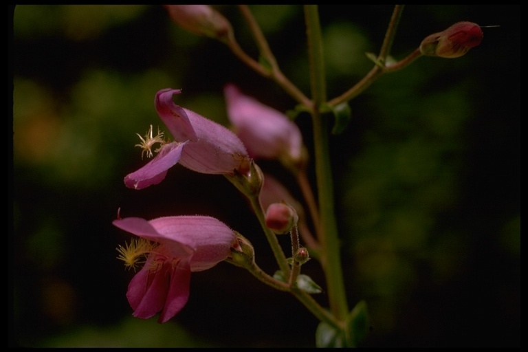 Image de Penstemon grinnellii subsp. scrophularioides (M. E. Jones) Munz