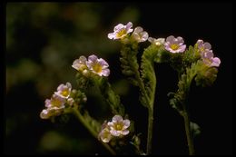 Image of shortlobe phacelia