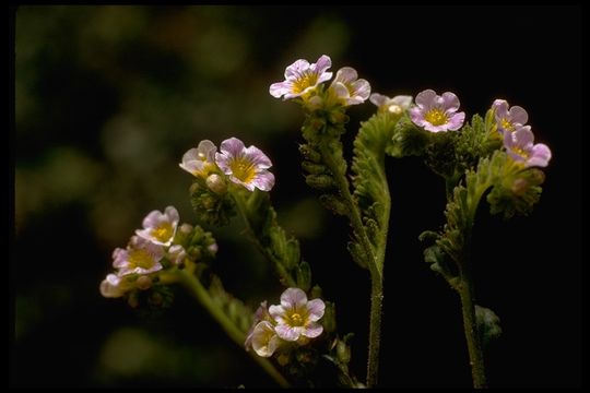 Image of shortlobe phacelia