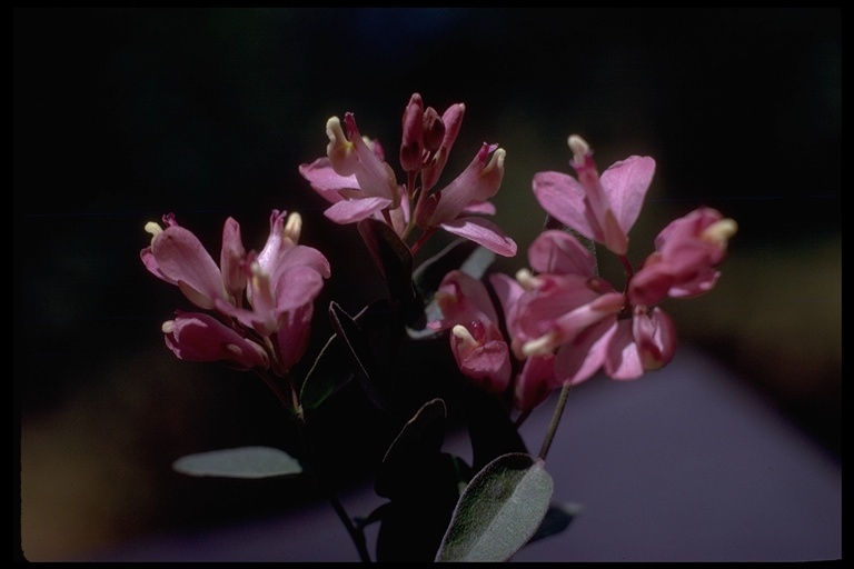 Image of <i>Polygala californica</i>