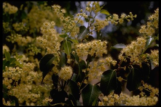 Plancia ëd Prunus ilicifolia (Nutt. ex Hook. & Arn.) D. Dietr.