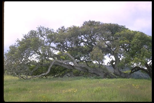 Image of California Live Oak