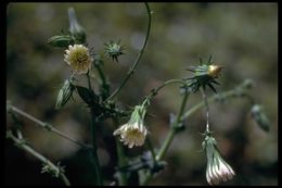 Image of California plumeseed