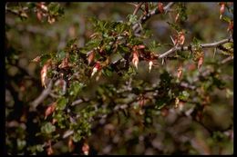 Image of hillside gooseberry