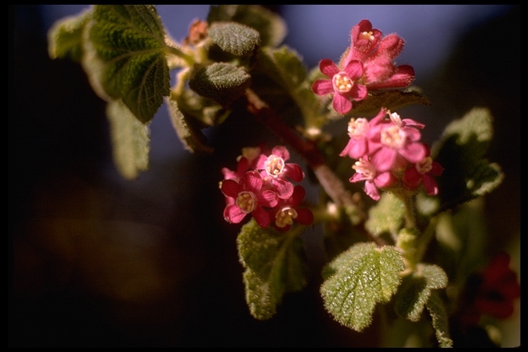 Plancia ëd Ribes malvaceum Sm.