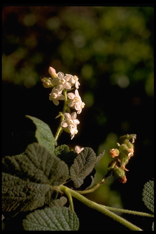 Plancia ëd Ribes malvaceum Sm.