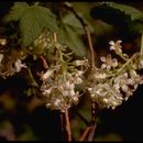 Image of <i>Ribes sanguineum</i> var. <i>glutinosum</i>