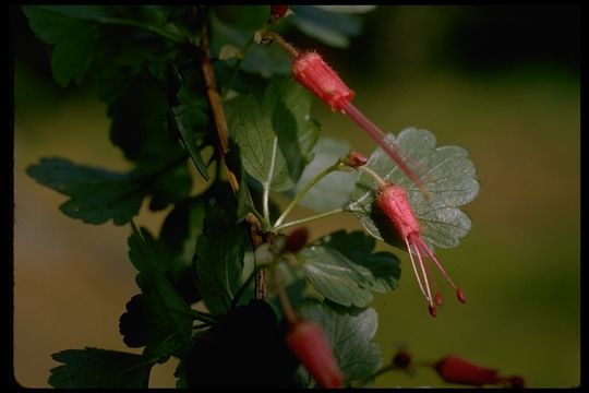 Image of fuchsiaflower gooseberry