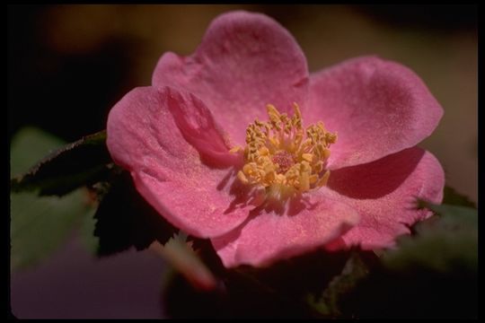 Image of dwarf rose