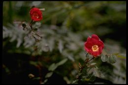 Image of pine rose