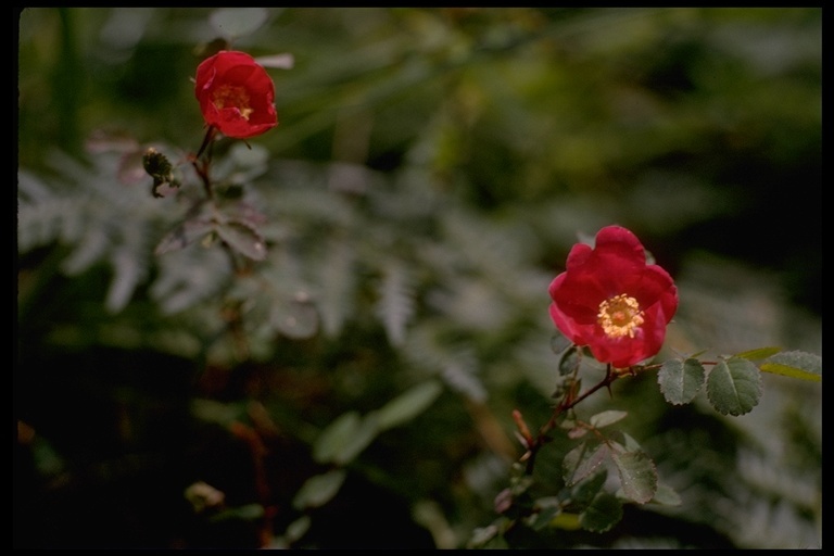 Image of pine rose