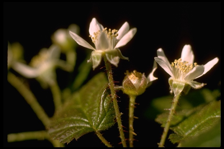 Image de Rubus ursinus Cham. & Schltdl.