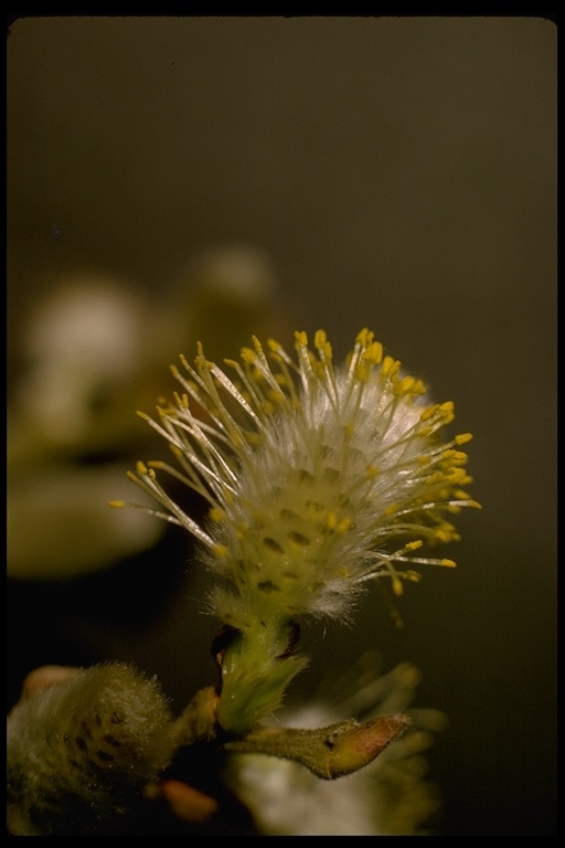Image of Scouler's willow