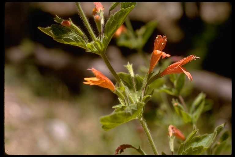 Image of monkeyflower savory