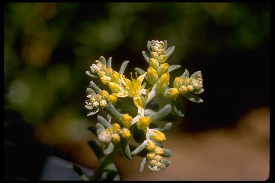 Imagem de Sedum spathulifolium Hook.