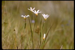 Image of western blue-eyed grass