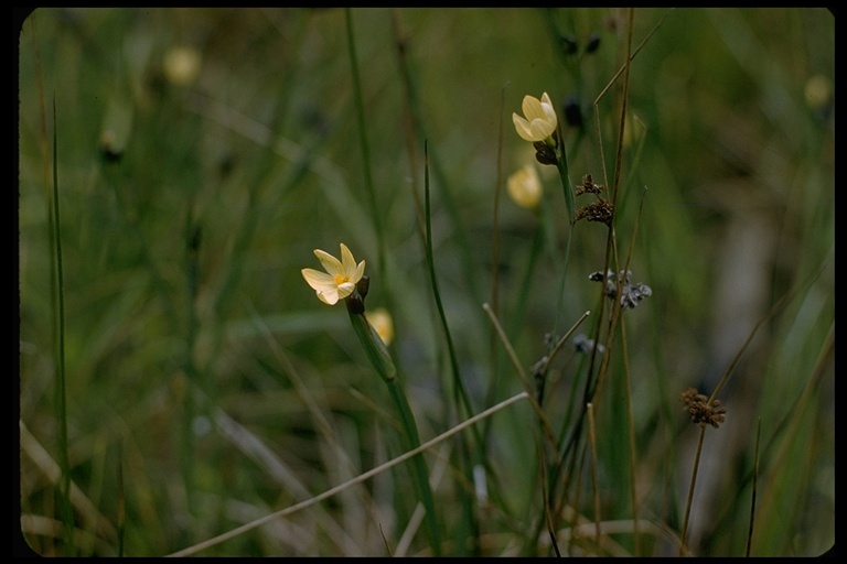 Image of golden blue-eyed grass