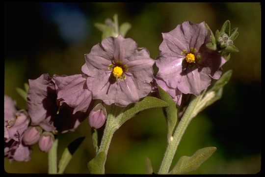 Image de Solanum umbelliferum Eschsch.