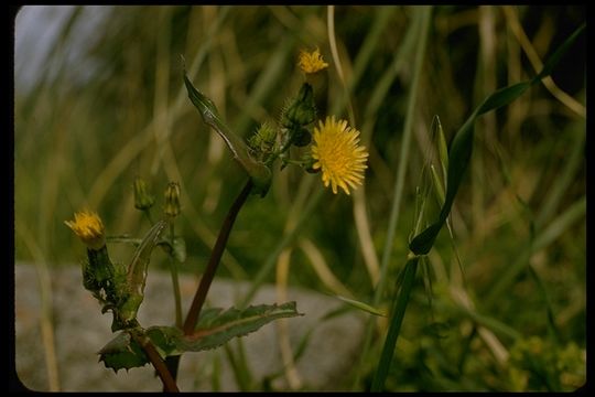 Imagem de Sonchus oleraceus L.