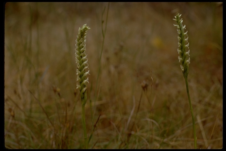 Image of hooded lady's tresses