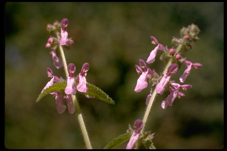 Stachys bullata Benth. resmi